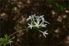 Jasminum flexile